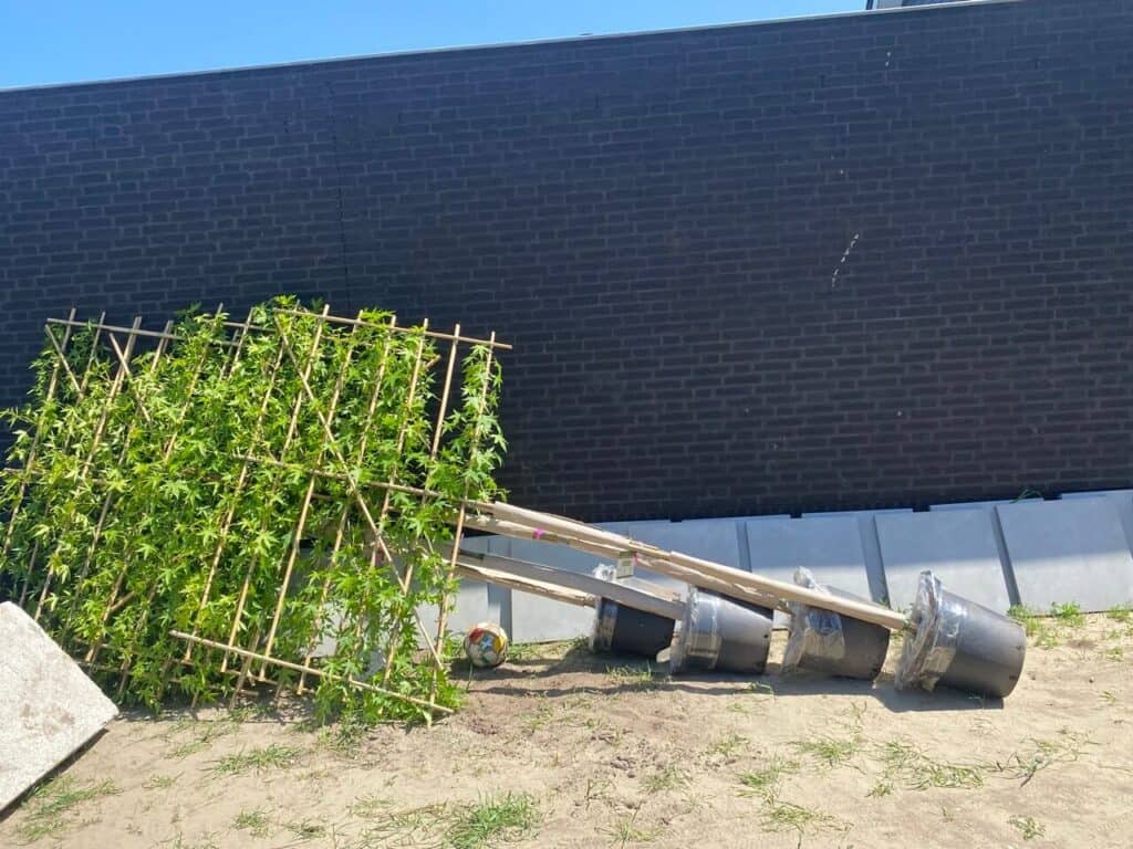 Leibomen zijn ook binnen